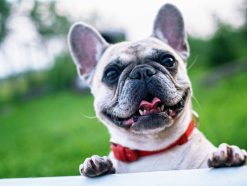 french bulldog summer smile joy 160846